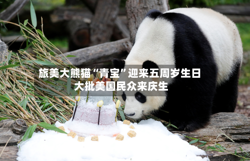 旅美大熊猫“青宝”迎来五周岁生日 大批美国民众来庆生-第3张图片