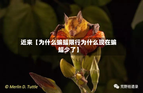 近来【为什么蝙蝠限行为什么现在蝙蝠少了】-第1张图片