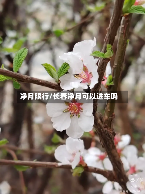 净月限行/长春净月可以进车吗-第1张图片